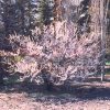 Nanking Cherry #5 - Image 2